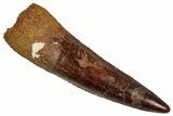 Fossil Spinosaurus Tooth - Real Dinosaur Tooth #353068-1
